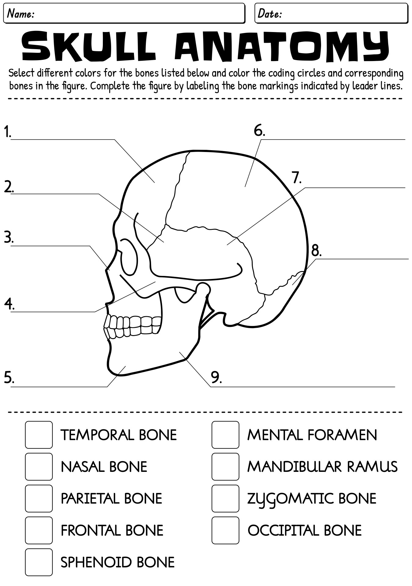 13 Skeleton Bones Labeled Worksheets Free PDF At Worksheeto