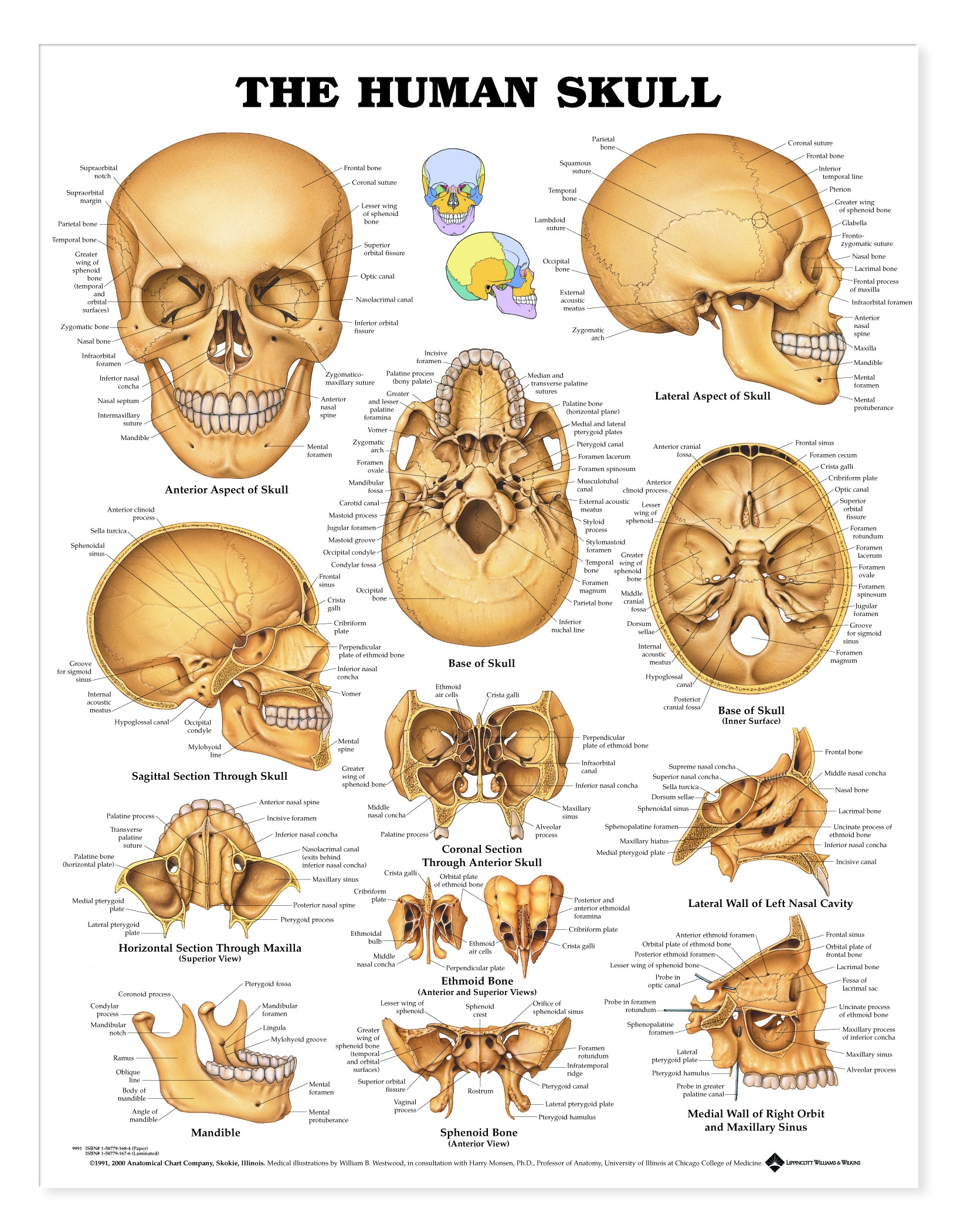 printable skull labeling worksheet