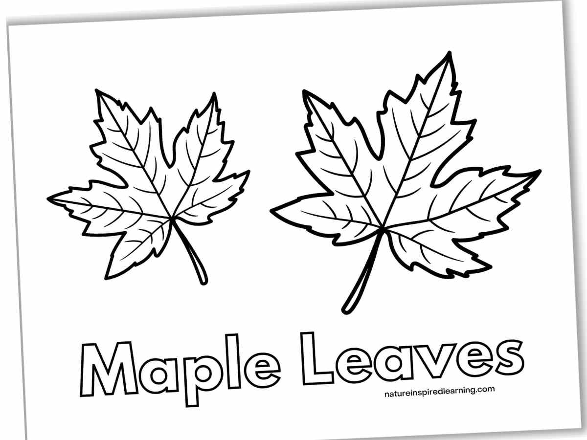 leaf coloring sheets printable