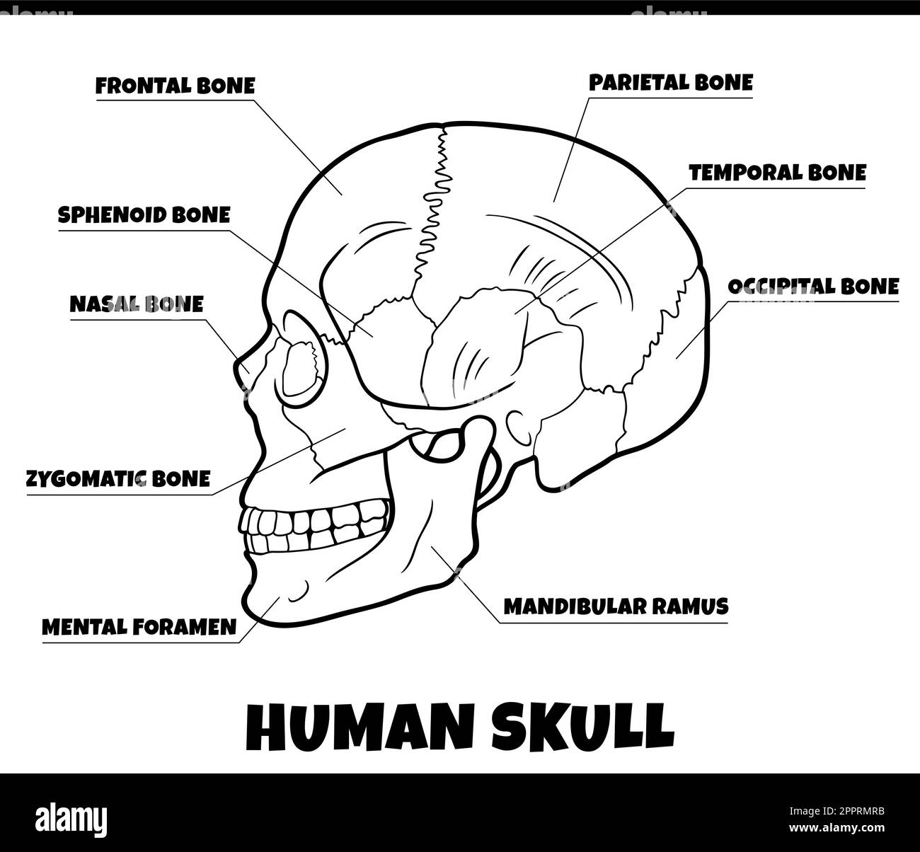 Skull Diagram Black And White Stock Photos Images Alamy